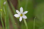 White blue-eyed grass